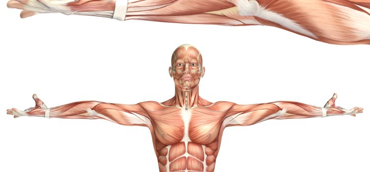 Enfermedades profesionales de origen musculoesquelético. Criterios de valoración ergonómica.